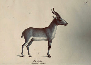 "Die Saiga" "Antiöope Saiga"  By H. Schinz.  This lithograph in original hand coloring was published 1827.