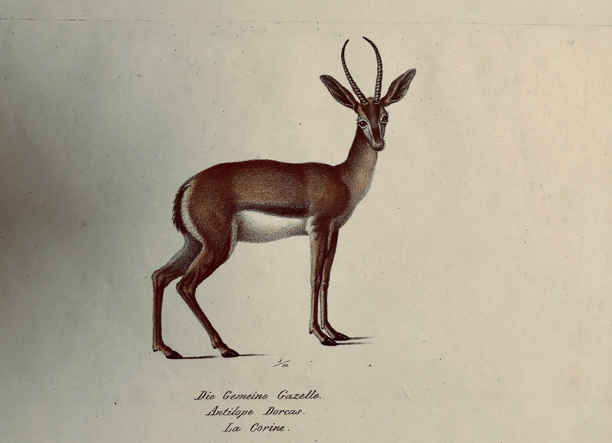 Animals, Gemeine Gazelle, Antilope Dorcas, La Corine