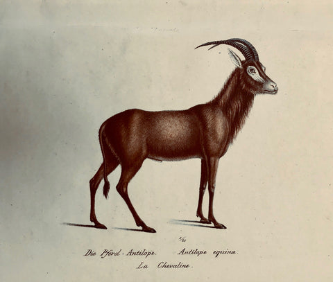 Animals, Pferd Antilope, Le Chevaline