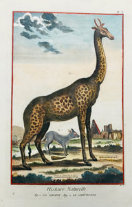 "Histoire Naturelle - La Giraffe - Le Chevrotin"  Hand-colored copper etching. Published in "Encyclopedie". Paris, ca. 1750