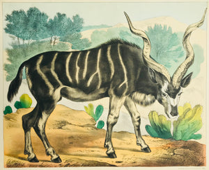 Antilope: "Kudu"  Fine lithograph by the Verlag Jos. Scholz in Mainz, ca 1880.  Original hand coloring.  Lower and upper margins are narrow. On the reverse side in the upper corners are rests of earlier montage.