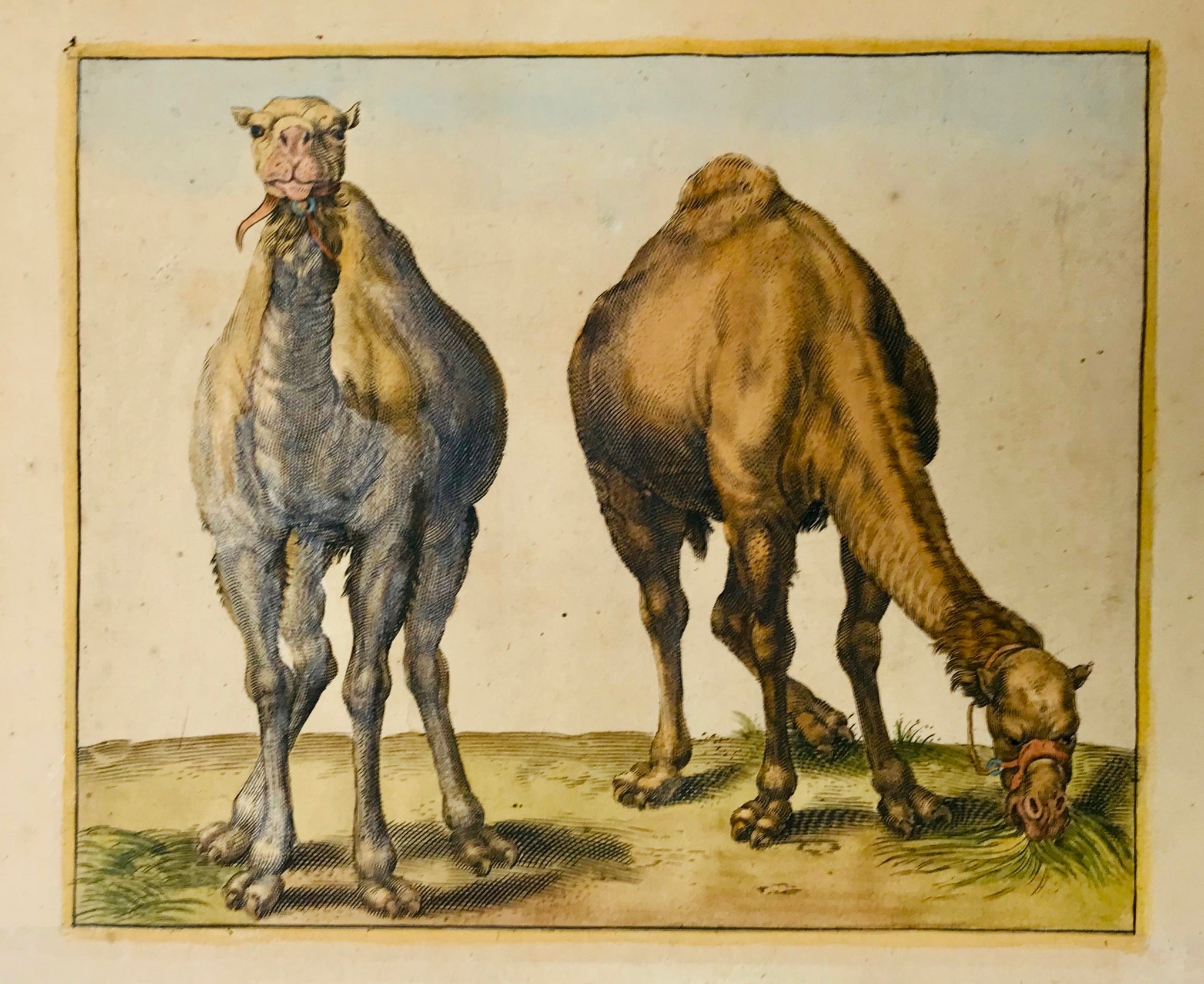 Camels: No title  Copper engraving ca 1760. Hand colored with eggwhite emphasis.