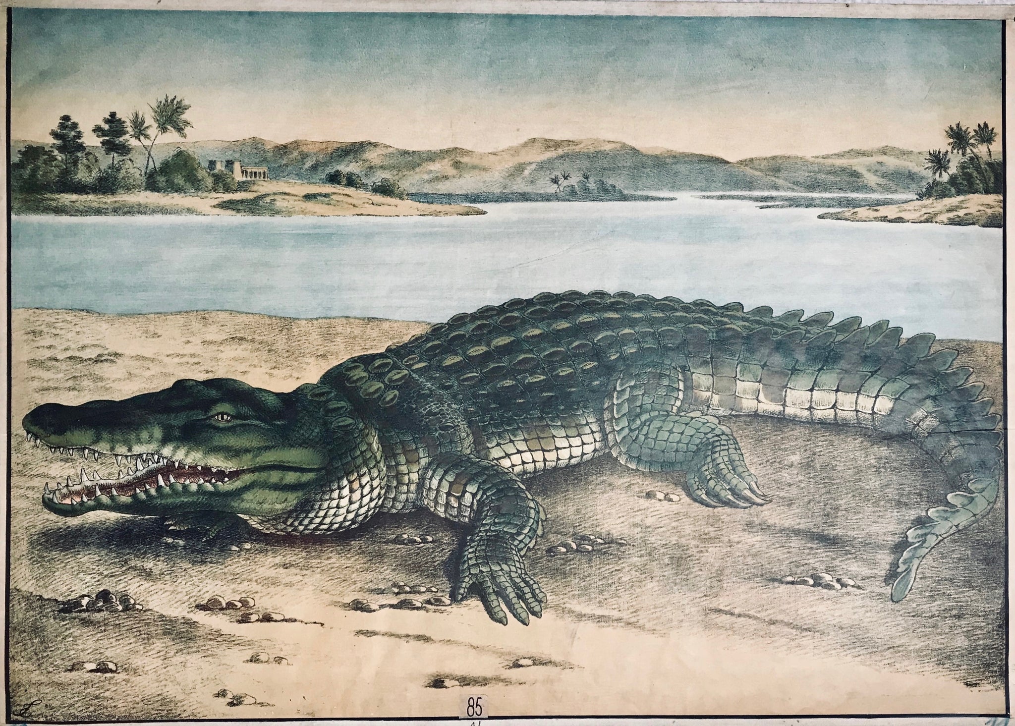 Title on reverse side: "Krokodil". Crocodile.  Chromolithograph by Meinhold. Dresden. Ca. 1890. Monogrammed in lower left corner: entwined letters ES or SE.  This Imperial Folio lithograph of a crocodile was printed in color and used as a wall chart in schools. It is hemmed with a linen cloth border. One visible but hardly disturbing fold across upper jaw. A tiny bit knittered here and there as to be expected for an extra large print of nearly 120 years of age