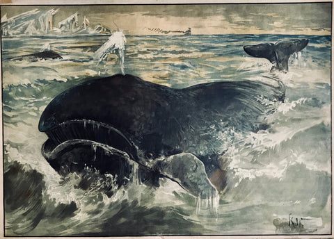 No title. Whale in the Polar region.  Lithograph. Artist monogram lower right corner: K.W. Printed in color. Published by Meinhold, Dresden. Ca. 1900.  Lithograph is mounted on linen-covered cardboard. Upper left and upper right corner perforated for wall hanging. Lower right has water spot near monogram. Margins somewhat spotty. In general a very decent condition.