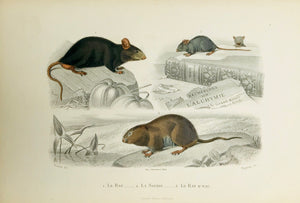 1. Le Rat 2. Le Souris 3. Le Rat D´eau  Wood engraving edited by Garnier Freres in Paris ca 1860. Original hand coloring.