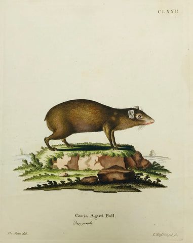Cavia Aguti Pall. Written in ink by hand : Dasyprocta  Copper engraving by I. Nussbiegel after De Seve ca 1750. Fine original hand coloring.  9.2 x 15.7 cm ( 3.6 x 6.2 ")
