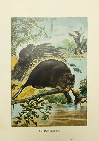 "Ein Wasserbaumeister" (Beaver)  Chromolithograph 1897.  15 x 10.5 cm ( 5.9 x 3.9 ")