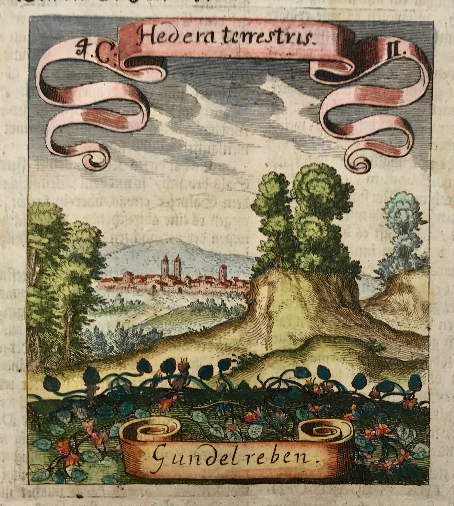 Hedera terrestris-Gundelreben  Botanical Prints by Matthaeus Merian Matthaeus Merian (1593 Basel - Bad Schwalbach 1650), famous for his "Topographies" and his "Theatrum Europeum" was also a very distinguished engraver and publisher of many other varieties of books and prints.