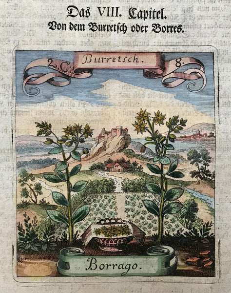 Botanical Prints by Matthaeus Merian: Borrago - Burretsch