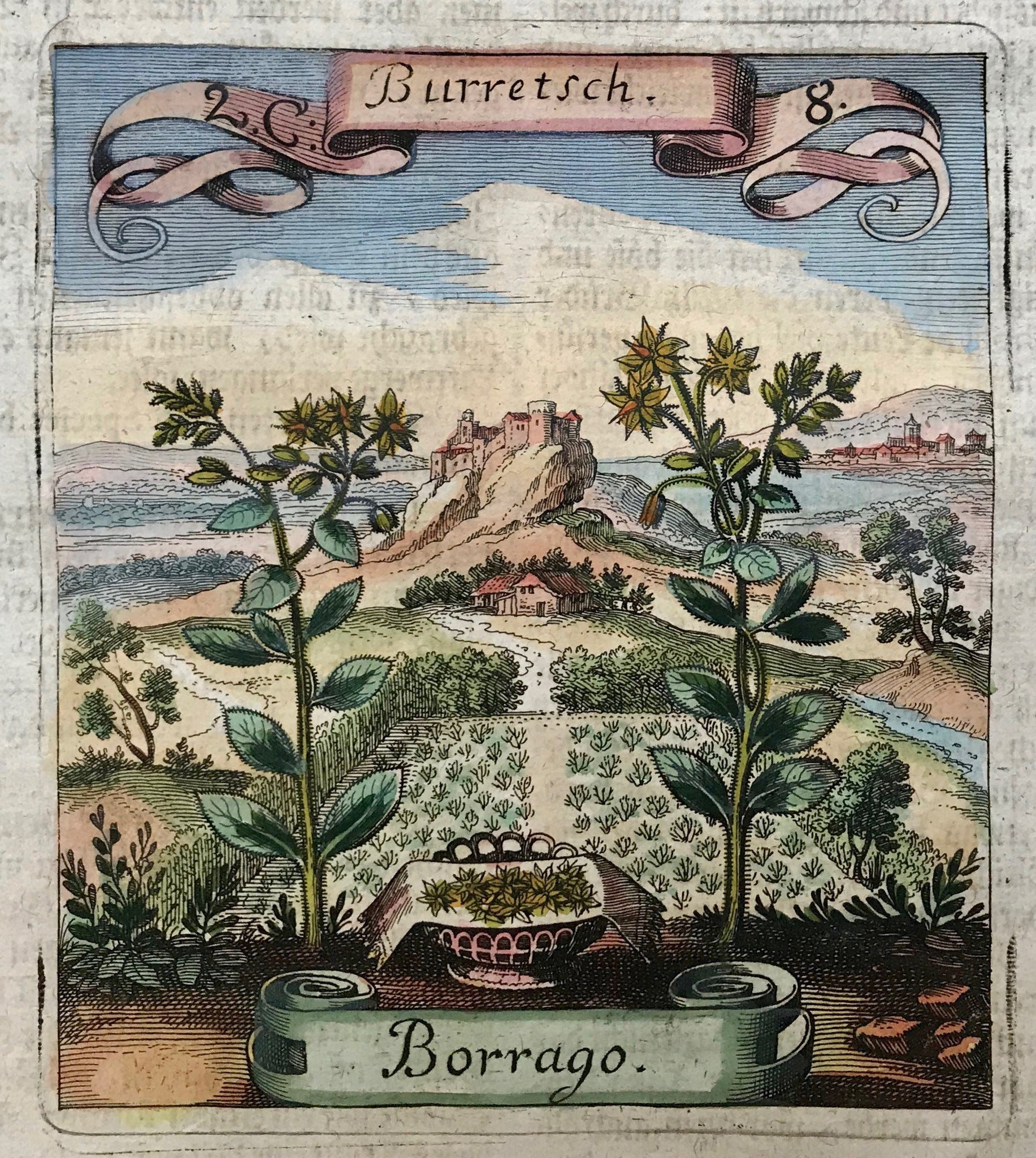 Borrago - Burretsch  Here we get to know him an author of simply wonderful descriptions of plants and flowers used in medicine. His specialty was to set the flowers oversize into a landscape, adorning the print with flying ribbon in which the name of the plant or flower is engraved. The book in which these little gems were published was called "Die fruchtbringende Gesellschaft"
