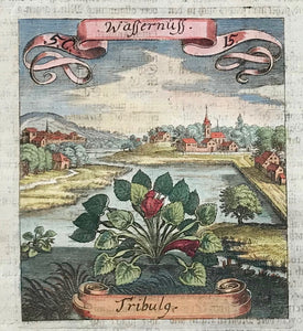 Botanical Prints by Matthaeus Merian: Tribulg - Wassernuess