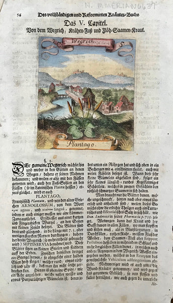 Botanical Prints by Matthaeus Merian: Plantago - Wegrich