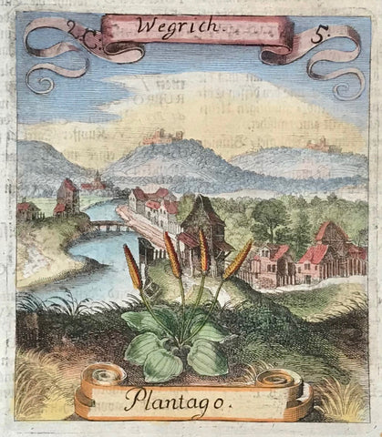 Plantago - Wegrich  Here we get to know him an author of simply wonderful descriptions of plants and flowers used in medicine. His specialty was to set the flowers oversize into a landscape, adorning the print with flying ribbon in which the name of the plant or flower is engraved. The book in which these little gems were published was called "Die fruchtbringende Gesellschaft"