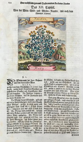 Botanical Prints by Matthaeus Merian: Ruta - Rauten