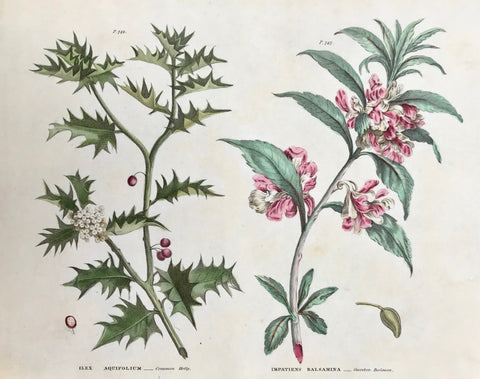    Ilex Aquifolium Common Holly Impatiens Balsamina Garden Balsam  Antique Botanical Prints from "The Universal Herbal" by Thomas Green.  The complete title of this accurately and absolutely delightfully hand-colored work is: "The Universal Herbal", or Botanical, Medical, and Agricultural Dictionary, containing an Account of all the known Plants in the World arranged according to the Linnean System,