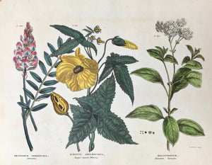 Botanicals, Hedysarum Onobrychis, Saintfoin, Hibiscus Abelmoschus, Target-Leaved Hibiscus