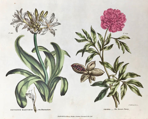  Pancratium Maritimum, Sea Pancratium, Paeonia, The Levant Paeony  Antique Botanical Prints from "The Universal Herbal" by Thomas Green.  The complete title of this accurately and absolutely delightfully hand-colored work is: "The Universal Herbal", or Botanical, Medical, and Agricultural Dictionary, containing an Account of all the known Plants in the World