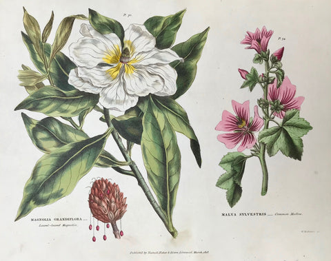   Magnolia Grandiflora Laurel-Leaved Magnolia Malve Sylvestris Common Mallow  Antique Botanical Prints from "The Universal Herbal" by Thomas Green.  The complete title of this accurately and absolutely delightfully hand-colored work is: "The Universal Herbal", or Botanical, Medical, and Agricultural Dictionary, containing an Account of all the known Plants in the World ...