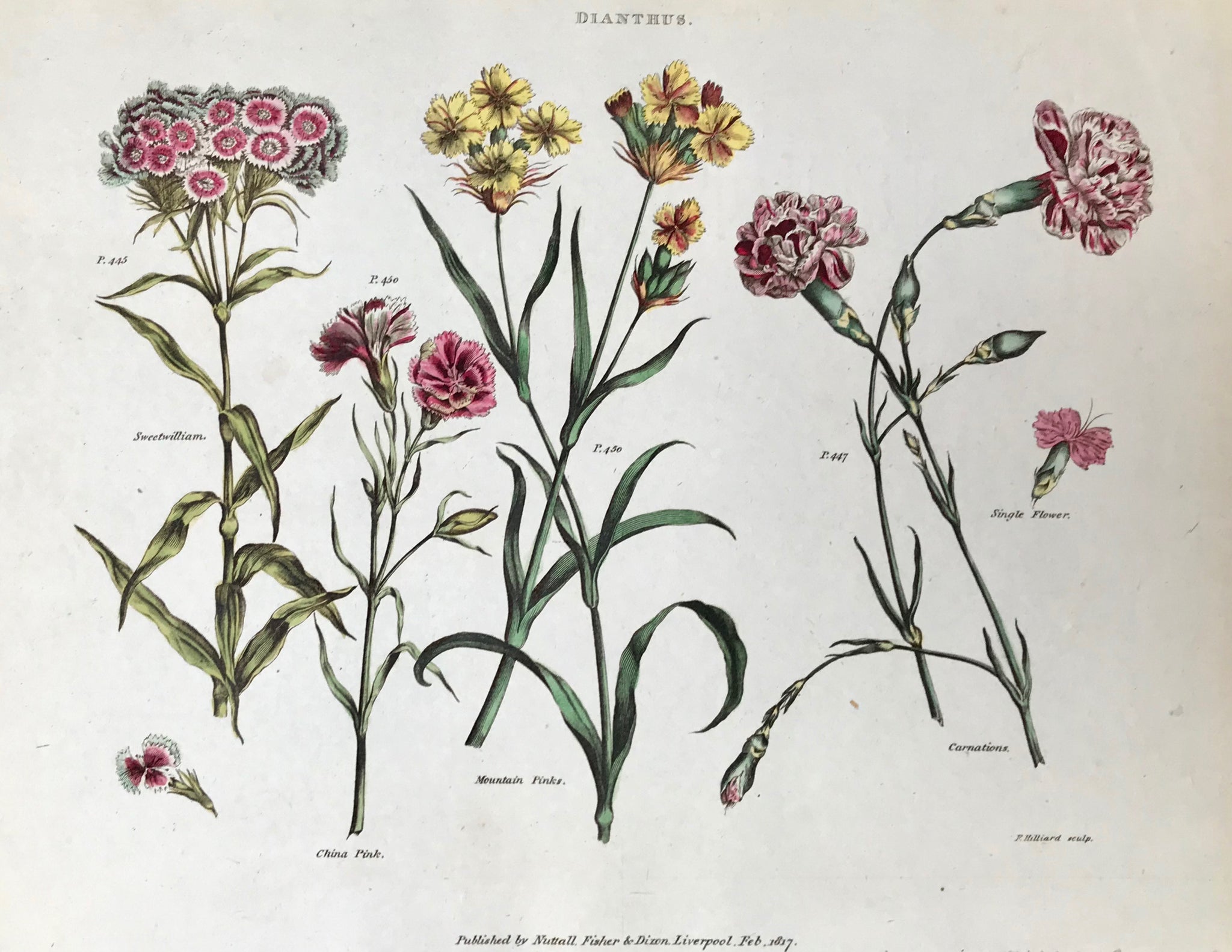    Dianthus  Sweet William China Pink Mountain Pinks Carnation  Antique Botanical Prints from  "The Universal Herbal" by Thomas Green.  The complete title of this accurately and absolutely delightfully hand-colored work is: "The Universal Herbal", or Botanical, Medical, and Agricultural Dictionary