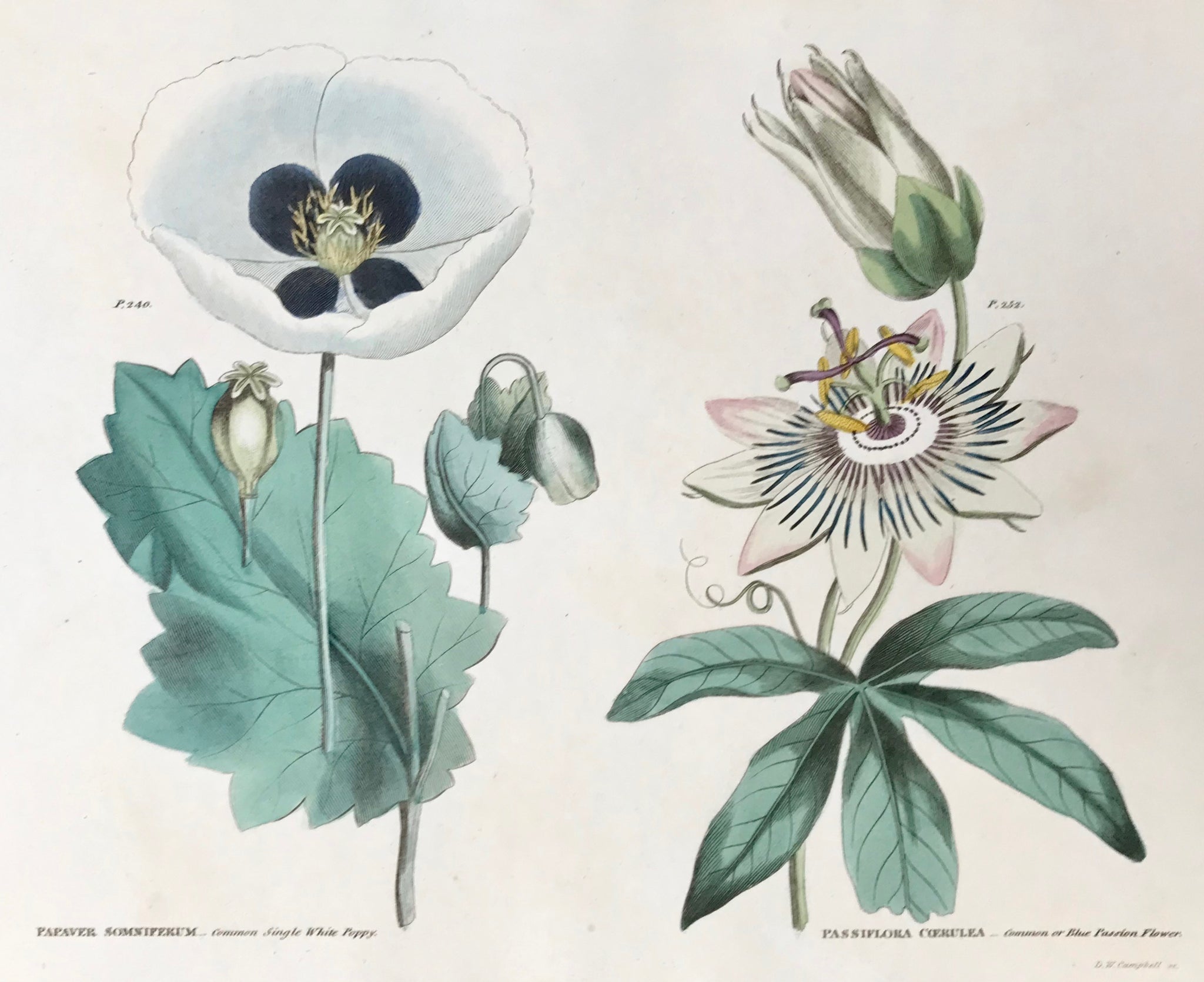    Left side: Papaver Somniferum Common Single White Poppy. Right side: Passiflora Coerulea Common or Blue Passion Flower.   Antique Botanical Prints from  "The Universal Herbal" by Thomas Green.  The complete title of this accurately and absolutely delightfully hand-colored work is: "The Universal Herbal", or Botanical, Medical, and Agricultural Dictionary, containing an Account of all the known Plants in the World arranged according to the Linnean System, specifying the Uses to which they are...