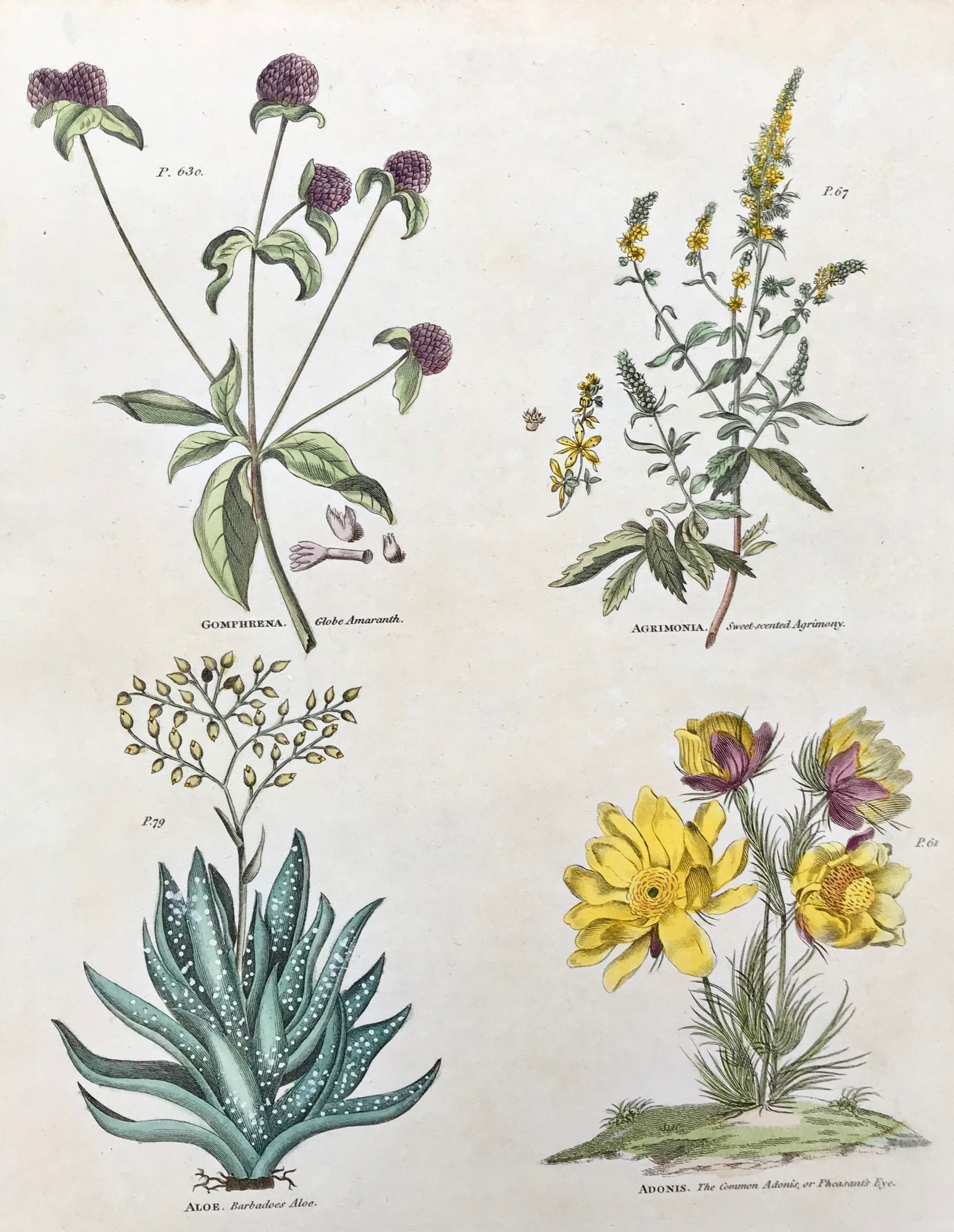     Upper left: Gomphrena Globe Amaranth Upper right: Agrimonia Sweet-scented Agrimony Lower left: Aloe Barbadoes Aloe Lower right: Adonis. The Common Adonis or Pheasant's Eye.  Antique Botanical Prints from "The Universal Herbal" by Thomas Green.  The complete title of this accurately and absolutely delightfully hand-colored work is: "The Universal Herbal", or Botanical, Medical, and Agricultural Dictionary, containing an Accoun