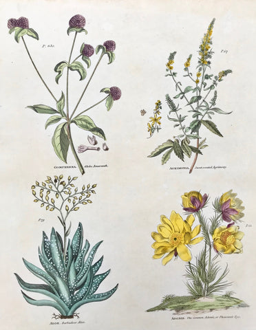     Upper left: Gomphrena Globe Amaranth Upper right: Agrimonia Sweet-scented Agrimony Lower left: Aloe Barbadoes Aloe Lower right: Adonis. The Common Adonis or Pheasant's Eye.  Antique Botanical Prints from "The Universal Herbal" by Thomas Green.  The complete title of this accurately and absolutely delightfully hand-colored work is: "The Universal Herbal", or Botanical, Medical, and Agricultural Dictionary, containing an Accoun