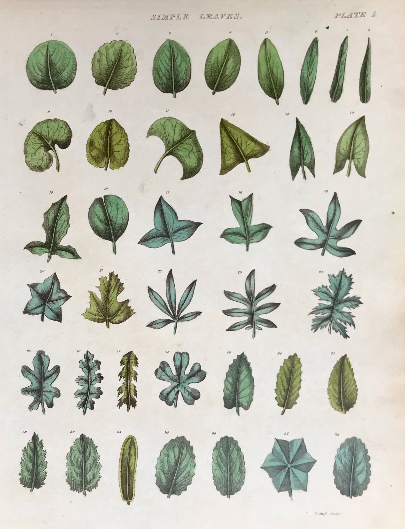 Tree leaves, Green, botanicals, interesting