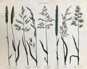 "Grasses"  Sweet-scented Vernal, Meadow Fox-Tail, Smooth-stalked Meadow, Meadow Fescue, Rough-stalked Meadow, Crested Dog's Tail, Tall Oat, Rough Cocks-foot.  Light browning in upper left margin corner.   Antique Botanical Prints from "The Universal Herbal" by Thomas Green.  The complete title of this accurately and absolutely delightfully hand-colored work is: "The Universal Herbal", or Botanical, Medical, and Agricultural Dictionary,