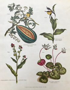Upper left: Cucurbita Citrullus Water melon Upper right: Cypripedium Lady's Slipper Lower left: Cynoglossum Officiale Com. Hound's Tongue Lower right: Cyclamen Persicum Persian Cyclamen  Antique Botanical Prints from "The Universal Herbal" by Thomas Green.  The complete title of this accurately and absolutely delightfully hand-colored work is: "The Universal Herbal", or Botanical, Medical