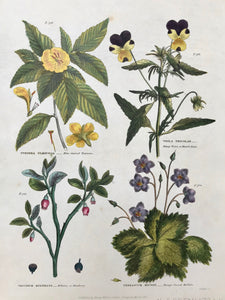 Upper left: Turnera Ulmfolia Elm-leaved Turnea. Upper right: Viola Tricolor Pansey Violet, or Heart's Ease. Lower left: Vaccinum Myrtillus Bilberry or Bleaberry. Lower right: Verbascum Myconi Borage-leaved Mullein.  Antique Botanical Prints from "The Universal Herbal" by Thomas Green.  The complete title of this accurately and absolutely delightfully hand-colored work is: "The Universal Herbal", or Botanical, Medical, and Agricultural Dictionary, 