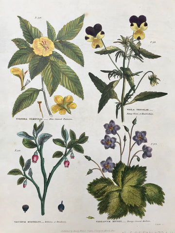 Upper left: Turnera Ulmfolia Elm-leaved Turnea. Upper right: Viola Tricolor Pansey Violet, or Heart's Ease. Lower left: Vaccinum Myrtillus Bilberry or Bleaberry. Lower right: Verbascum Myconi Borage-leaved Mullein.  Antique Botanical Prints from "The Universal Herbal" by Thomas Green.  The complete title of this accurately and absolutely delightfully hand-colored work is: "The Universal Herbal", or Botanical, Medical, and Agricultural Dictionary, 