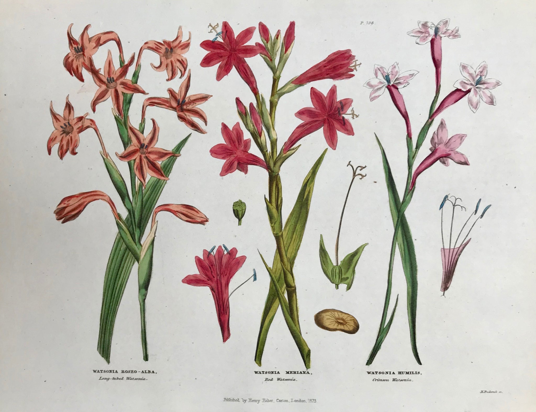  Botanicals:  Watsonia Roseo-Alba, Long-tubed Watsonia, Watsonia Meriana Red Watsonia, Watsonia Humilis Crimson Watsonia.  Browning in upper margin corners.  Antique Botanical Prints from "The Universal Herbal" by Thomas Green.  The complete title of this accurately and absolutely delightfully hand-colored work is: "The Universal Herbal", or Botanical, Medical, and Agricultural Dictionary, containing an Account of all the known Plants in the World