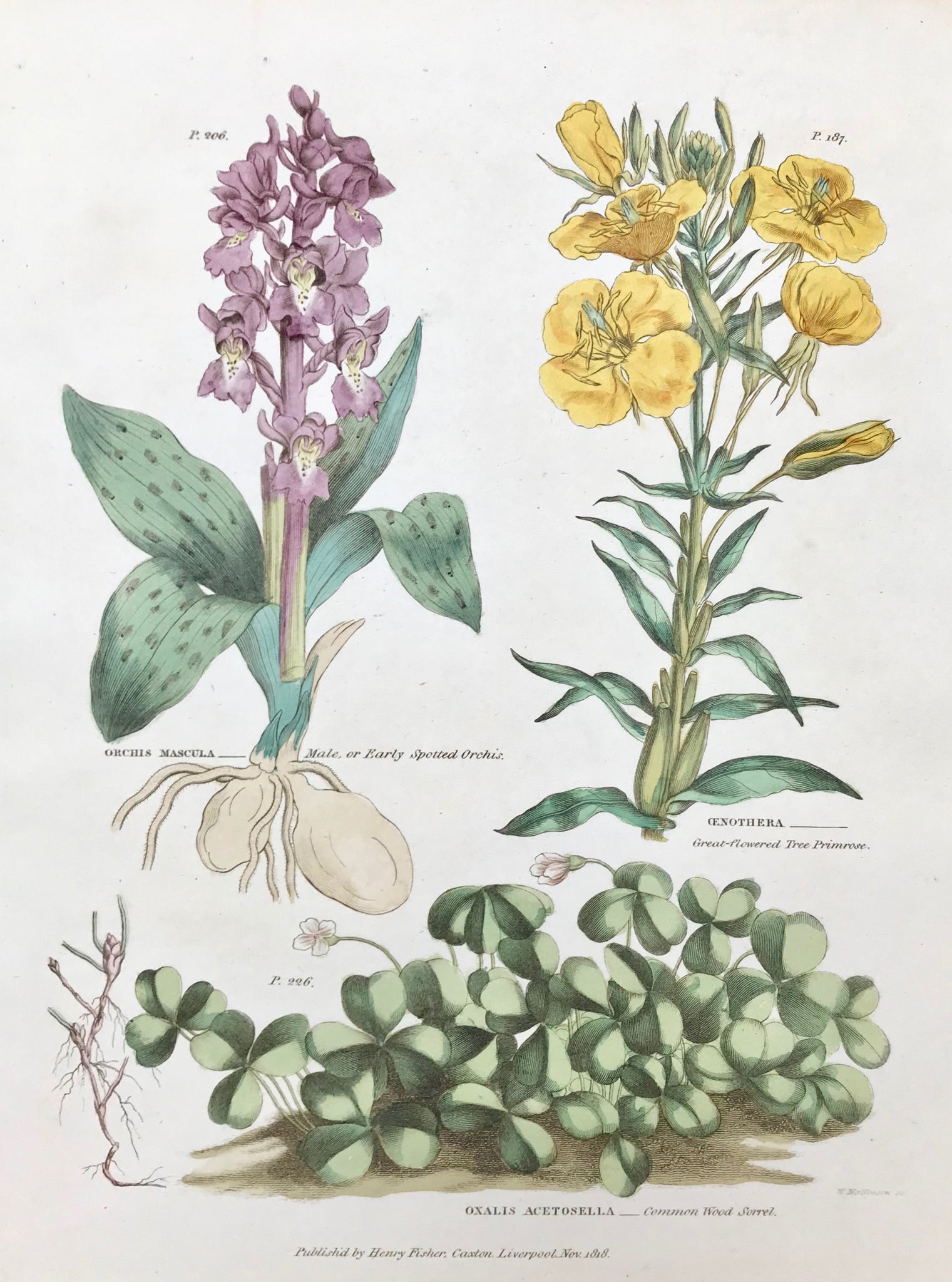 Upper left: Orchis Mascula Male, or Early Spotted Orchis. Upper right: Oenothera Great-flowered Tree Primrose. Bottom: Oaxalis Acetosella Common Wood Sorrel.     Antique Botanical Prints from  "The Universal Herbal" by Thomas Green.  The complete title of this accurately and absolutely delightfully hand-colored work is: "The Universal Herbal", or Botanical, Medical, and Agricultural Dictionary, containing an Account of all the known Plants in the World arranged according to the Linnean System, 