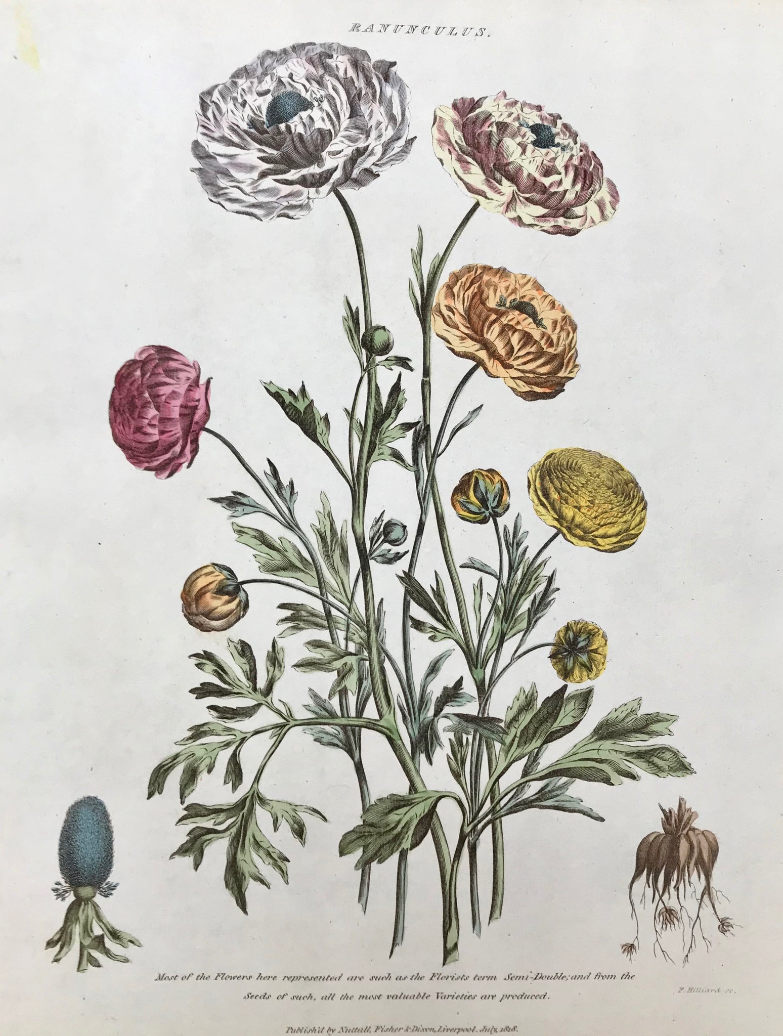 Ranunculus  Most of the Flowers here represented are such as the Florists term Semi-Double; and from the Seeds of such, all the most Valuble varieties are produced.  Antique Botanical Prints from "The Universal Herbal" by Thomas Green.  The complete title of this accurately and absolutely delightfully hand-colored work is: "The Universal Herbal", or Botanical, Medical, and Agricultural Dictionary,
