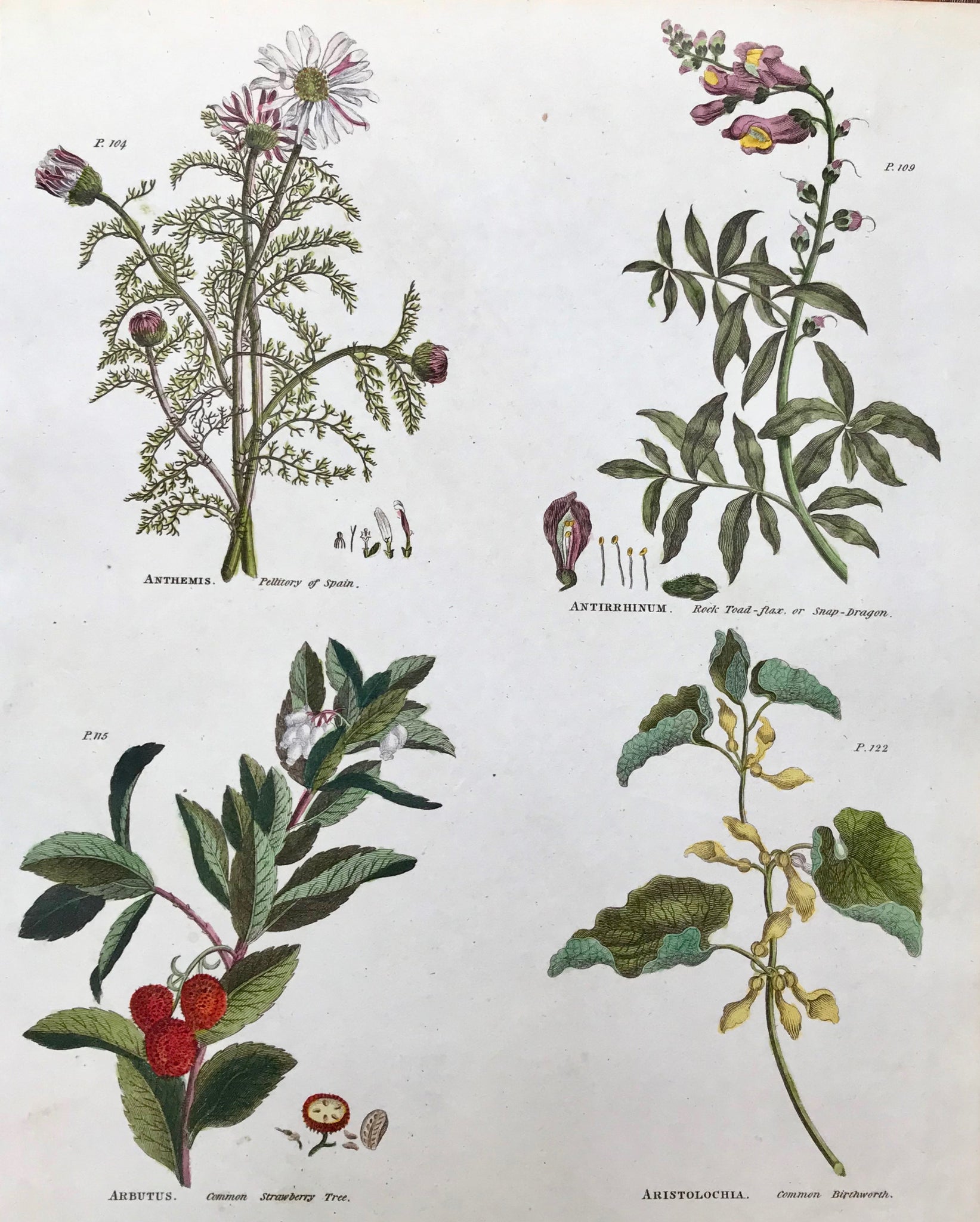 Upper left: Anthemis Pellitory of Spain Upper right: Antirrhinum Rock Toad Flax or Snap Dragon Lower Left: Arbutus Common Strawberry Tree Lower right: Aristolochia Common Birthwort      Antique Botanical Prints from  "The Universal Herbal" by Thomas Green.  The complete title of this accurately and absolutely delightfully hand-colored work is: "The Universal Herbal", or Botanical, Medical, and Agricultural Dictionary, containing an Account of all the known Plants in the World arranged according to the