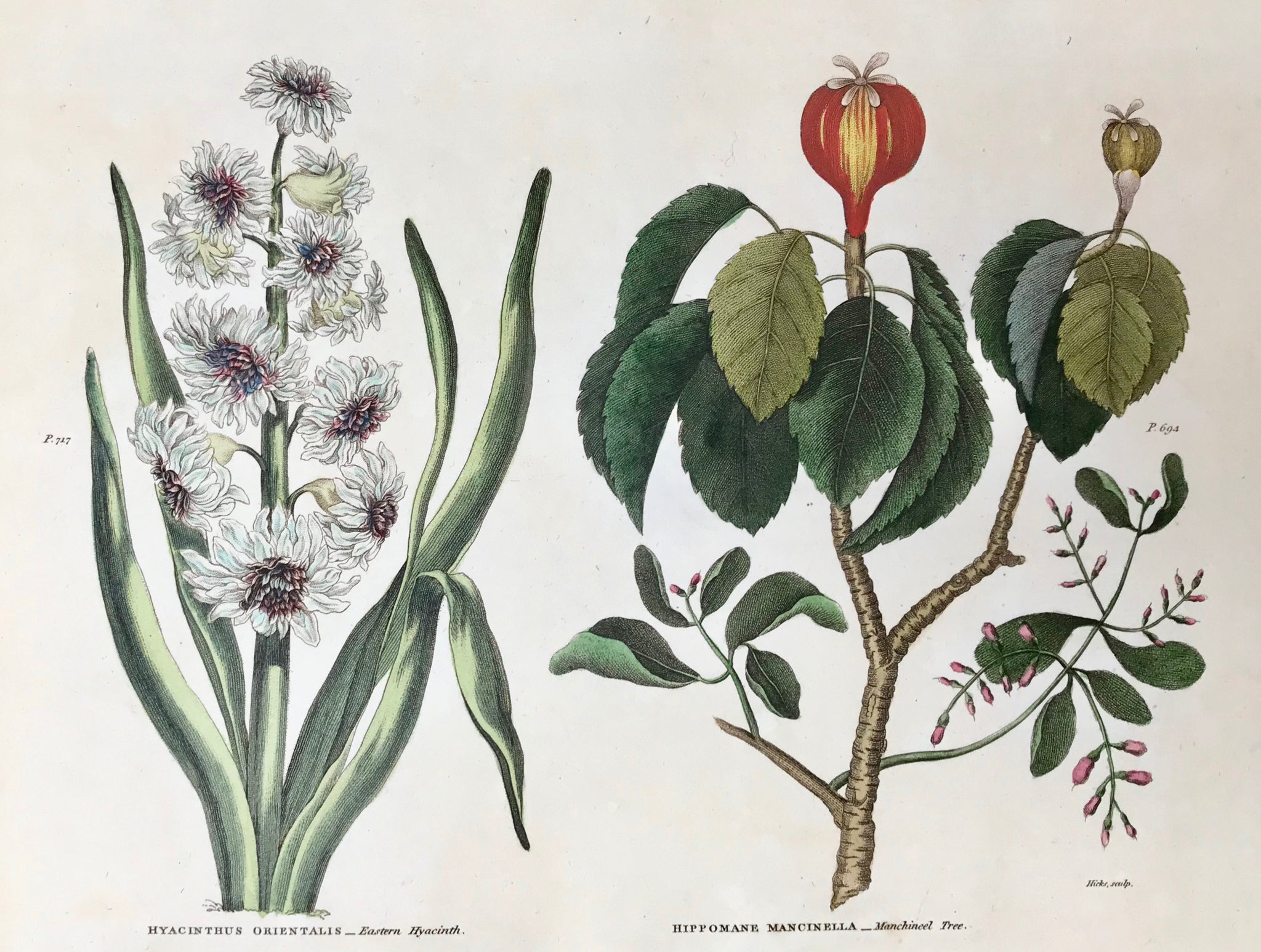 Botanicals, Green:Hyacinthus Orientalis Eastern Hyacinth Hippomane Mancinella Manchineel Tree