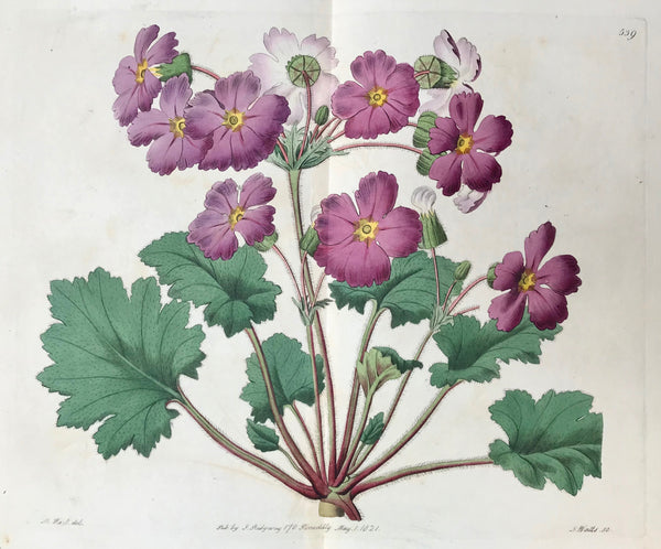 Primula praenitens Chinese Primrose     Botanical Prints from "The Botanical Register".  The other day we had a chance to select from a collection these fine flower copper etching prints which stem from Sydenham Edwards' "The Botanical Register" which comprises a total of 2719 flower prints published in 33 volumes!!! published in London between 1815 and 1847.