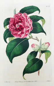 Camellia japonica, o involuta, Lady Long's Camellia  Botanical Prints from "The Botanical Register".  The other day we had a chance to select from a collection these fine flower copper etching prints which stem from Sydenham Edwards' "The Botanical Register" which comprises a total of 2719 flower prints published in 33 volumes!!! published in London between 1815 and 1847. 