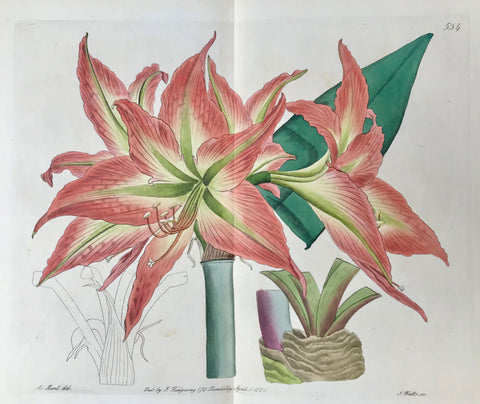   "Amaryllis acuminata" Buenos Aires Amaryllis  Botanical Prints from "The Botanical Register".  The other day we had a chance to select from a collection these fine flower copper etching prints which stem from Sydenham Edwards' "The Botanical Register" which comprises a total of 2719 flower prints published in 33 volumes!!! published in London between 1815 and 1847.