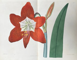 "Amaryllis equestris" Large Star-flowed Amaryllis.     Botanical Prints from "The Botanical Register".  The other day we had a chance to select from a collection these fine flower copper etching prints which stem from Sydenham Edwards' "The Botanical Register" which comprises a total of 2719 flower prints published in 33 volumes!!! published in London between 1815 and 1847