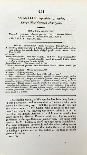 Botanicals, Edwards:  "Amaryllis equestris"