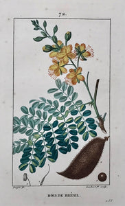 Botanicals, Bois de Bresil  Botanical Prints by Pierre Jean Françoise Turpin.  Born in Vire, France 1775 - Died in Paris 1840.  Below is a selection of prints by Pierre Jean Françoise Turpin, one of the greatest botanical painters of his day. He studied drawing at the art school in his home town of Vire. 