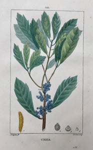 Botanicals, Françoise Turpin: Cirier