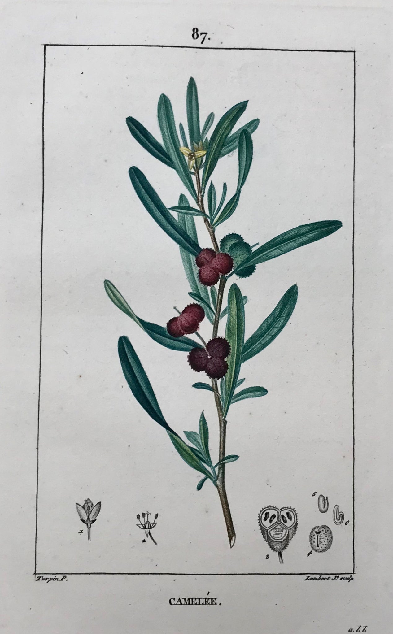 Botanicals, Françoise Turpin: Camelée