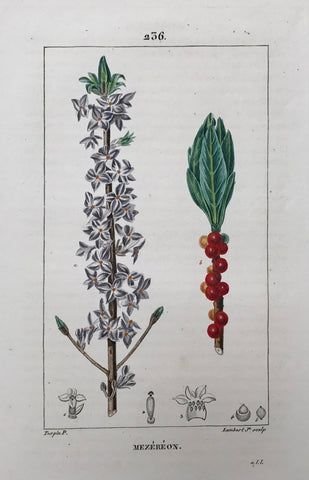 Botanicals, Françoise Turpin: Mezéréon