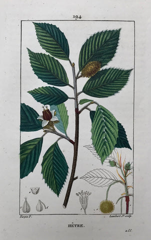 botanicals, Hêtre  Botanical Prints by Pierre Jean Françoise Turpin.  Born in Vire, France 1775 - Died in Paris 1840.  Below is a selection of prints by Pierre Jean Françoise Turpin, one of the greatest botanical painters of his day. He studied drawing at the art school in his home town of Vire.