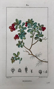 Botanicals,   Busserole, (Bearberry)  Botanical Prints by Pierre Jean Françoise Turpin.  Born in Vire, France 1775 - Died in Paris 1840.  Below is a selection of prints by Pierre Jean Françoise Turpin, one of the greatest botanical painters of his day. He studied drawing at the art school in his home town of Vire. 