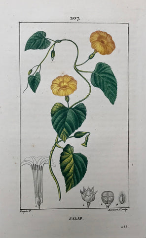Jalap  Botanical Prints by Pierre Jean Françoise Turpin.  Born in Vire, France 1775 - Died in Paris 1840.  Below is a selection of prints by Pierre Jean Françoise Turpin, one of the greatest botanical painters of his day. He studied drawing at the art school in his home town of Vire. 