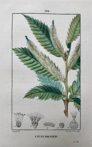 Botanicals, Chataigner  Botanical Prints by Pierre Jean Françoise Turpin.  Born in Vire, France 1775 - Died in Paris 1840.  Below is a selection of prints by Pierre Jean Françoise Turpin, one of the greatest botanical painters of his day. He studied drawing at the art school in his home town of Vire. His work was influenced by Redouté and Spaendonck.
