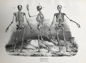 Skelett (Skeleton).  Anonymous lithograph from "Naturgeschichte und Abblidung des Menschen..." by HeinrichRudolf Schinz. Zurich, 1845. (Native people of the world).